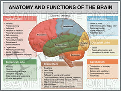 Anatomy and Functions of the Brain Trial Exhibit, Brain anatomy trial exhibit, normal brain functions, anatomy and functions of the brain medical exhibit, brain functions medical legal trial exhibit, brain anatomy medical illustration