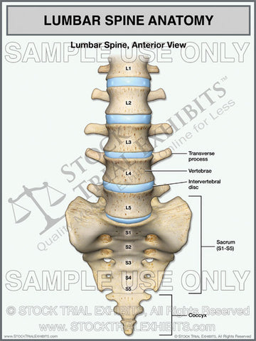 Lumbar Spine Anatomy Anterior View