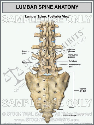 Lumbar Spine Anatomy Posterior View