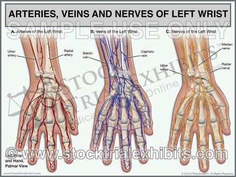 Arteries, Veins and Nerves of Left Wrist