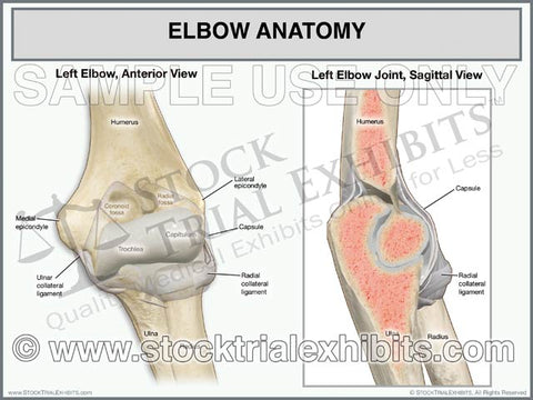 Elbow Anatomy of Left Elbow