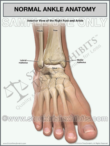 Ankle Anatomy - Normal Right Foot and Ankle