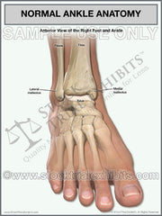 健康・医学 Anatomy of the Foot and ankle Anatomy of the Foot and Ankle | Elite Foot & Ankle Center