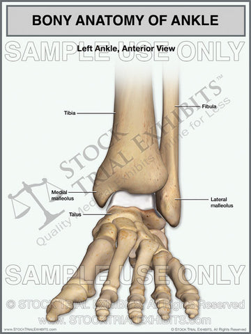 Bony Anatomy of the Left Ankle