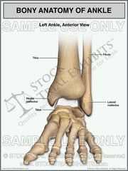 normal anatomy of the left ankle stock medical illustration trial exhibit