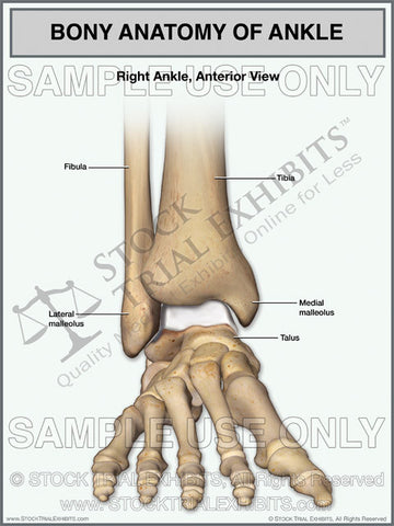 Bony Anatomy of the Right Ankle