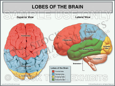 Brain Anatomy Lobes of the Brain Trial Exhibit
