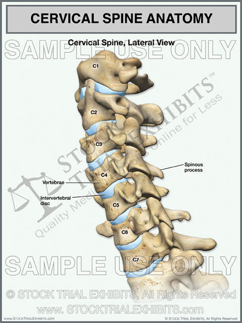 Cervical Spine Anatomy Lateral View