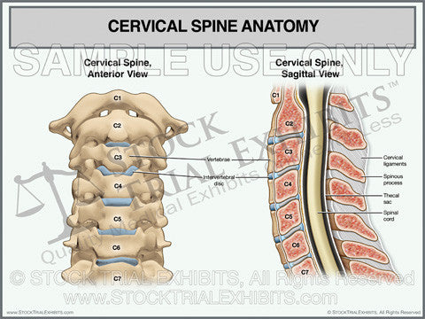 Cervical Spine Anatomy