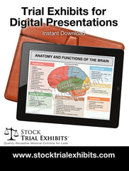 Digital Presentation Brain Anatomy and Functions Trial Exhibit Stock Medical Illustration, Brain anatomy and functions digital exhibit, anatomy of brain