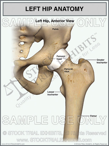 Left Hip Normal Anatomy