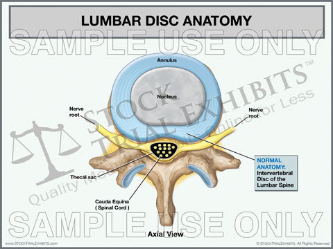 Thecal Sac Anatomy Lumbar Disc Anatomy Normal (Axial View) – Stock