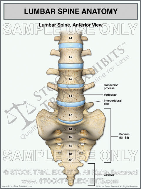 Lumbar Spine Anatomy, Lumbar Spine Anatomy Medical Illustration, Lumbar Spine Anatomy Medical Legal Exhibit, Lumbar Spine Anatomy Trial Exhibit, Lumbar Spine Anatomy Medical Exhibit