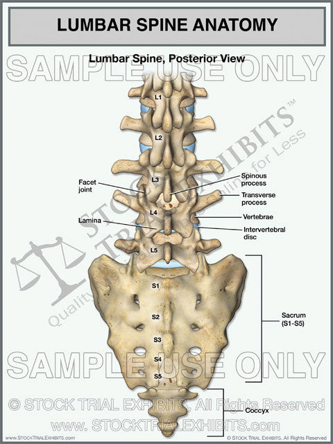 Lumbar Spine Anatomy, Lumbar Spine Anatomy Medical Illustration, Lumbar Spine Anatomy Medical Legal Exhibit, Lumbar Spine Anatomy Trial Exhibit, Lumbar Spine Anatomy Medical Exhibit, posterior lumbar spine anatomy