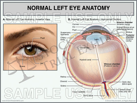 normal anatomy of the left eye, shown in the anterior and horizontal views with descriptive labels