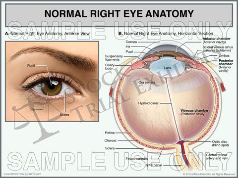 Normal Eye Anatomy Trial Exhibit - Right Eye
