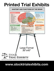 Printed Large Format Brain Anatomy and Functions Trial Exhibit Stock Medical Illustrations