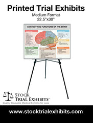Printed Medium Format Brain Anatomy and Functions Trial Exhibit Stock Medical Illustrations