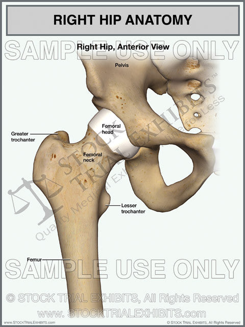 Right Hip Normal Anatomy