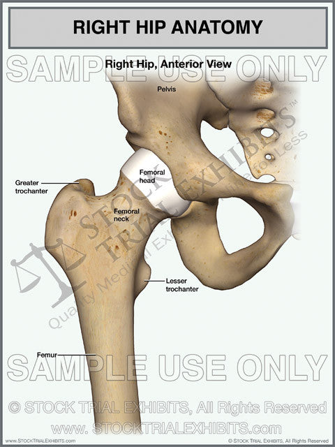 Normal Human Hips Right Hip Normal Anatomy – Stock Trial Exhibits