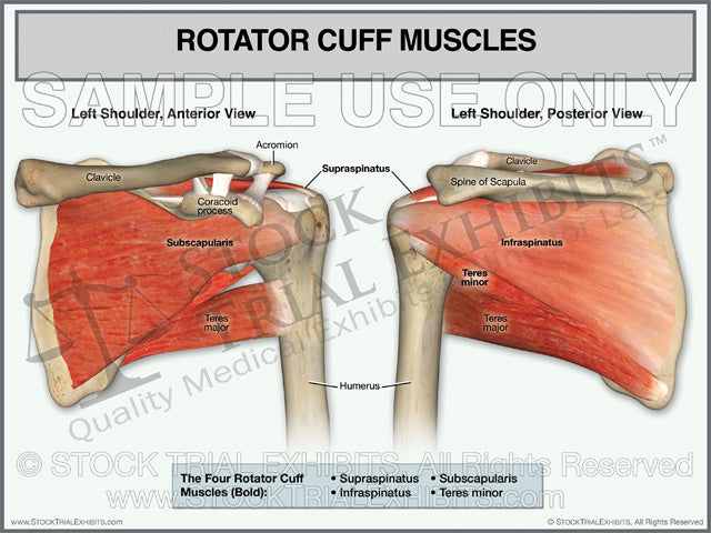 Rotator Cuff Muscles of the Left Shoulder