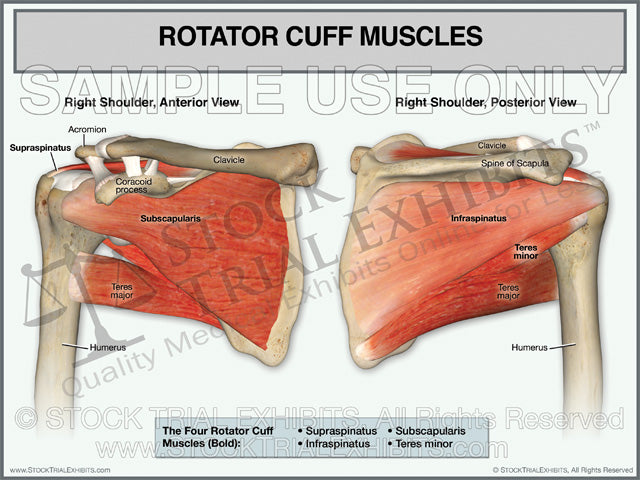 This trial exhibit shows the Rotator Cuff Muscles of the Right Shoulder in the anterior and posterior views. This medical trial exhibit includes anatomy labels of the rotator cuff muscles and shoulder anatomy.