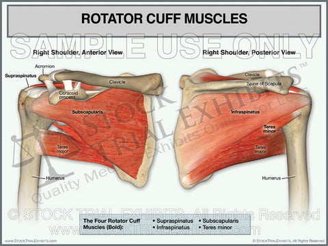 Rotator Cuff Muscles of the Right Shoulder