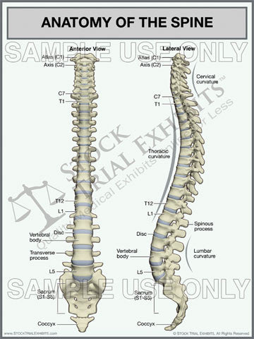 Spine Anatomy Anterior and Lateral Views