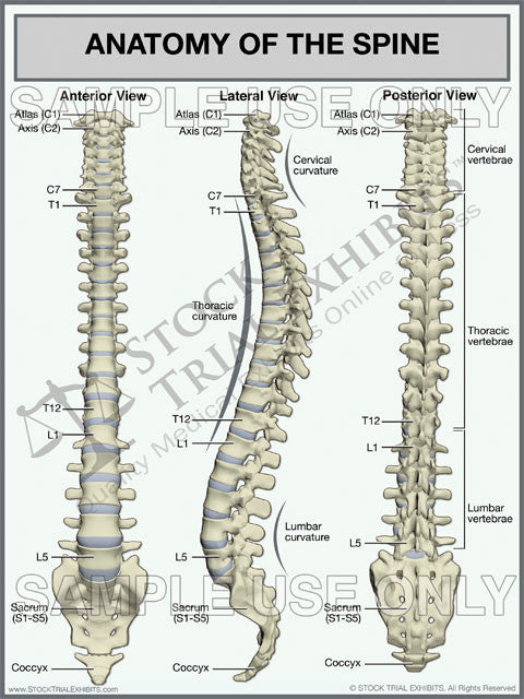Spine Anatomy Trial Exhibit (3 Views) Cost Effective Medical Exhibit –  Stock Trial Exhibits
