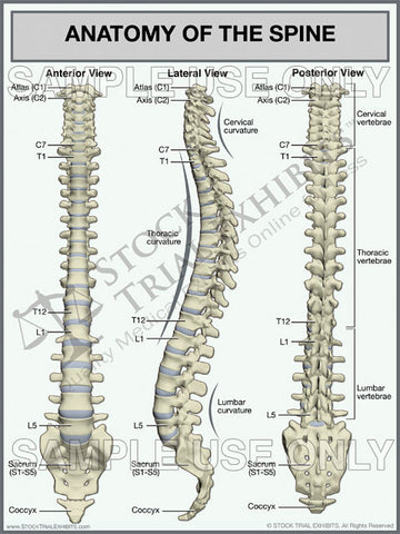 Spine Anatomy Trial Exhibit (3 Views)