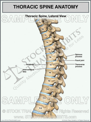 Thoracic Spine Anatomy Stock Exhibit