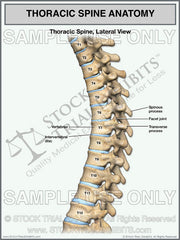 Anatomy of the Thoracic Spine - Trial Exhibits Inc.