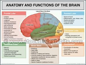 brain_anatomy_and_functions